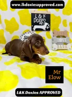 Mr Elow No Merle Genes SH, a male Miniature Dachshund for sale in Arapahoe, CO – 10 of 10
