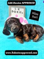 Miss Siri 785-821-1920, a female Miniature Dachshund for sale in Arapahoe, CO – 5 of 10