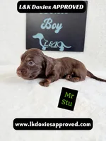 Mr Stu 785-821-1920, a male Miniature Dachshund for sale in Arapahoe, CO – 2 of 4