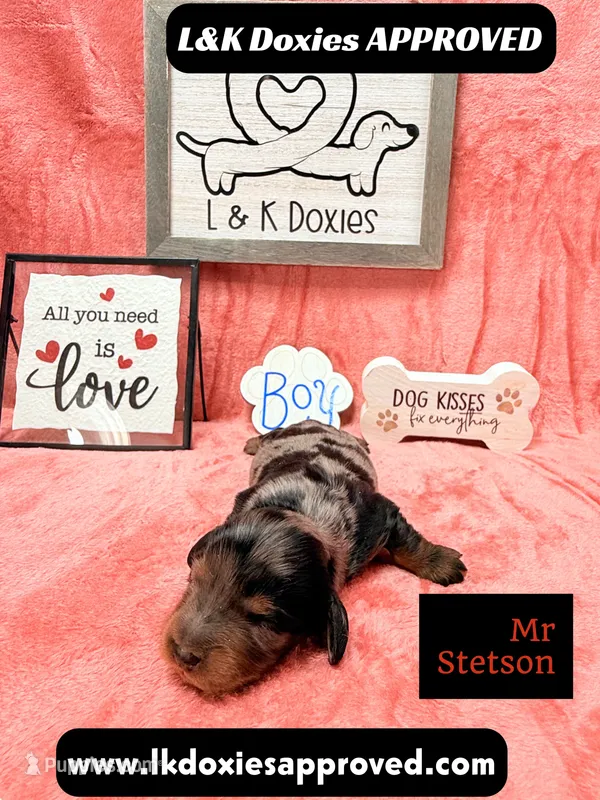 Mr Stetson Dapple LH  – Miniature Dachshund puppy for sale in Arapahoe, CO