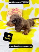Mr Kona LH  785-821-1920, a female Miniature Dachshund for sale in Arapahoe, CO – 8 of 10