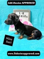 Miss Siri 785-821-1920, a female Miniature Dachshund for sale in Arapahoe, CO – 10 of 10