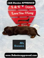 Mr Soomer LH 785-821-1920, a male Miniature Dachshund for sale in Arapahoe, CO – 5 of 10