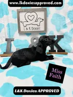Miss Faith 785-821-1920, a female Miniature Dachshund for sale in Arapahoe, CO – 6 of 9