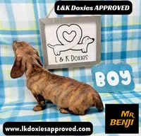 Mr Benji Brindle 💙, a male Miniature Dachshund for sale in Arapahoe, CO – 9 of 10