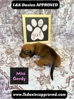 Miss Gerdi SH NO Dapple genes, a female Miniature Dachshund for sale in Arapahoe, CO – 7 of 10