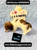 Mr Sphynx 795-821-1920 LH, a male Miniature Dachshund for sale in Arapahoe, CO – 3 of 10
