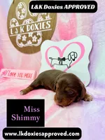 Miss Shimmy, a female Miniature Dachshund for sale in Arapahoe, CO – 3 of 9