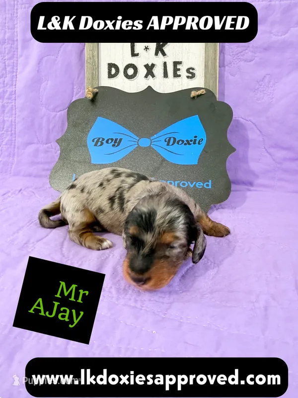 Mr AJay 785-821-1920 – Miniature Dachshund puppy for sale in Arapahoe, CO