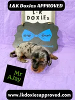 Mr AJay 785-821-1920, a male Miniature Dachshund for sale in Arapahoe, CO – 1 of 10