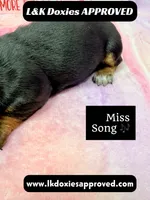 Miss Song, a female Miniature Dachshund for sale in Arapahoe, CO – 9 of 10