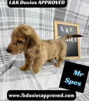 Mr Spes 785-821-1920, a male Miniature Dachshund for sale in Arapahoe, CO – 3 of 9