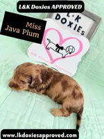 Miss Java Plum 785-821-1920, a female Miniature Dachshund for sale in Arapahoe, CO – 7 of 10