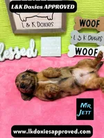 Mr Jett, a male Miniature Dachshund for sale in Arapahoe, CO – 9 of 10