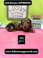 Mr Jett, a male Miniature Dachshund for sale in Arapahoe, CO – 7 of 10