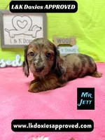 Mr Jett, a male Miniature Dachshund for sale in Arapahoe, CO – 1 of 10