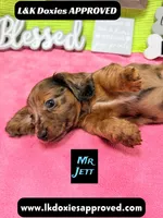 Mr Jett, a male Miniature Dachshund for sale in Arapahoe, CO – 8 of 10
