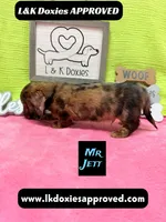 Mr Jett, a male Miniature Dachshund for sale in Arapahoe, CO – 10 of 10