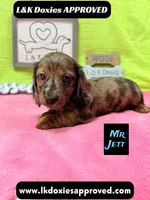 Mr Jett, a male Miniature Dachshund for sale in Arapahoe, CO – 4 of 10