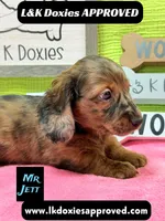 Mr Jett, a male Miniature Dachshund for sale in Arapahoe, CO – 3 of 10