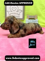 Mr Jett, a male Miniature Dachshund for sale in Arapahoe, CO – 6 of 10