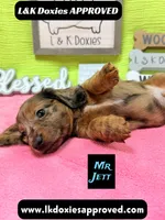 Mr Jett, a male Miniature Dachshund for sale in Arapahoe, CO – 5 of 10