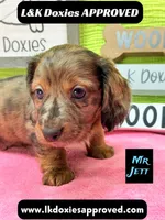 Mr Jett, a male Miniature Dachshund for sale in Arapahoe, CO – 2 of 10