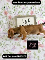 Miss Jiggle SH , a female Miniature Dachshund for sale in Arapahoe, CO – 6 of 10