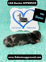 Mr Slater 785-821-1920, a male Miniature Dachshund for sale in Arapahoe, CO – 7 of 10