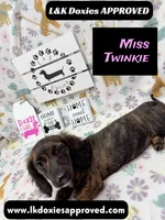 Miss Twinkie, a female Miniature Dachshund for sale in Arapahoe, CO – 6 of 10
