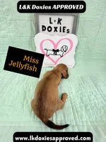 Miss Jellyfish 785-821-1920, a female Miniature Dachshund for sale in Arapahoe, CO – 8 of 9