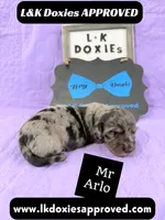 Mr Arlo, a male Miniature Dachshund for sale in Arapahoe, CO – 7 of 10