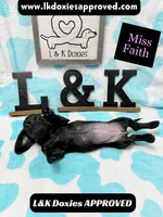 Miss Faith 785-821-1920, a female Miniature Dachshund for sale in Arapahoe, CO – 9 of 9