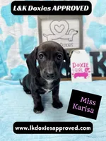 Miss Karissa, a female Miniature Dachshund for sale in Arapahoe, CO – 7 of 10