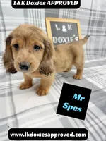 Mr Spes 785-821-1920, a male Miniature Dachshund for sale in Arapahoe, CO – 9 of 9