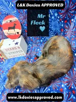 Mr FLECK NO DAPPLE 💙, a male Miniature Dachshund for sale in Arapahoe, CO – 6 of 10