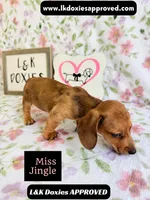 Miss Jiggle SH , a female Miniature Dachshund for sale in Arapahoe, CO – 1 of 10