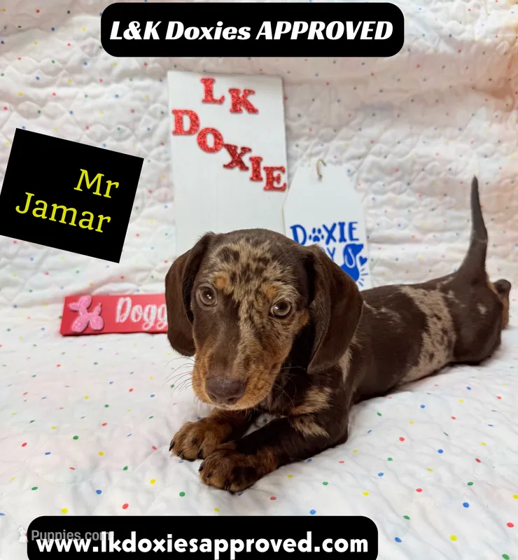 Mr Jamar 💙 – Miniature Dachshund puppy for sale in Arapahoe, CO