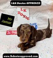 Mr Jamar 💙, a male Miniature Dachshund for sale in Arapahoe, CO – 1 of 8