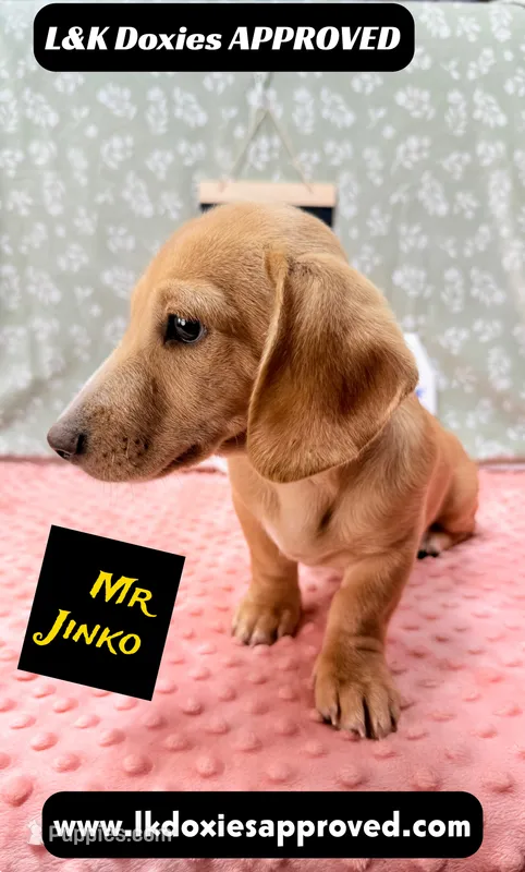 Mr Jinko SH  – Miniature Dachshund puppy for sale in Arapahoe, CO