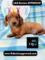 Mr T Rex, a male Miniature Dachshund for sale in Arapahoe, CO – 8 of 10