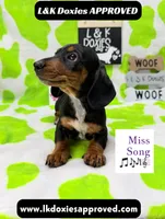 Miss Song 🎶785-821-1920, a female Miniature Dachshund for sale in Arapahoe, CO – 7 of 10