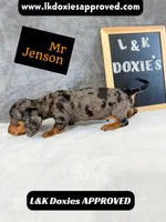 Mr Jenson 💙, a male Miniature Dachshund for sale in Arapahoe, CO – 6 of 10