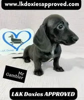 Mr Gambler SH ❤️, a male Miniature Dachshund for sale in Arapahoe, CO – 9 of 10
