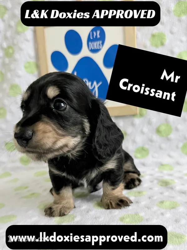 Mr Croissant 785-821-1920 LH – Miniature Dachshund puppy for sale in Arapahoe, CO