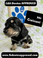 Mr Croissant 785-821-1920 LH, a male Miniature Dachshund for sale in Arapahoe, CO – 1 of 10
