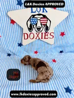 Me Jager, a male Miniature Dachshund for sale in Arapahoe, CO – 6 of 9