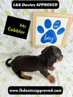 Mr Cobler 785-821-1920 SH, a male Miniature Dachshund for sale in Arapahoe, CO – 7 of 10