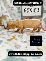 Miss Minki, a female Miniature Dachshund for sale in Arapahoe, CO – 9 of 10