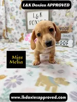 Miss Melia, a female Miniature Dachshund for sale in Arapahoe, CO – 8 of 10